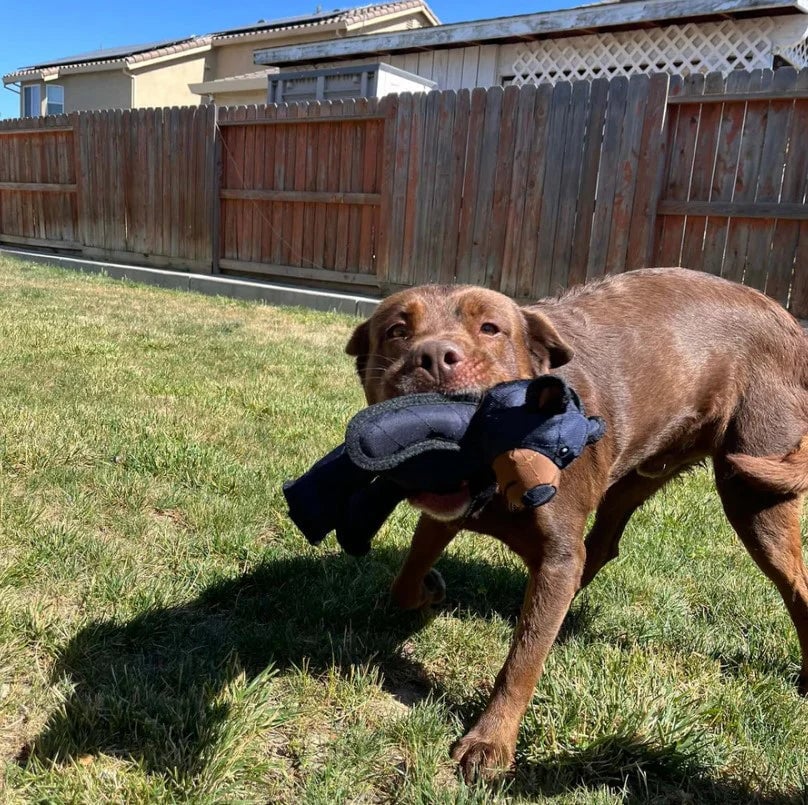 BearTough - Durable Chew Toy